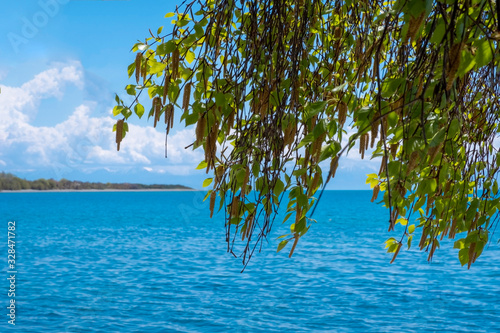 Fototapeta Naklejka Na Ścianę i Meble -  Blooming birch on the coast. Blooming birch with blue sea and sky background.