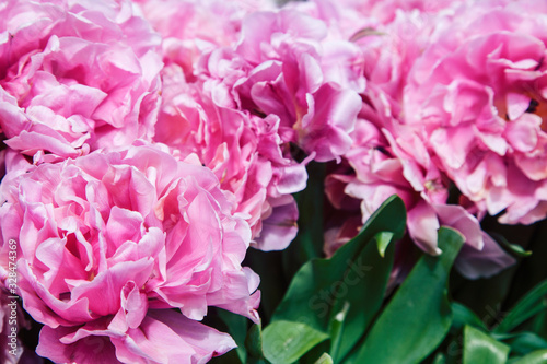 bunch of tulip flowers close up for background  flowerbed untypical macro  many petails bright colored