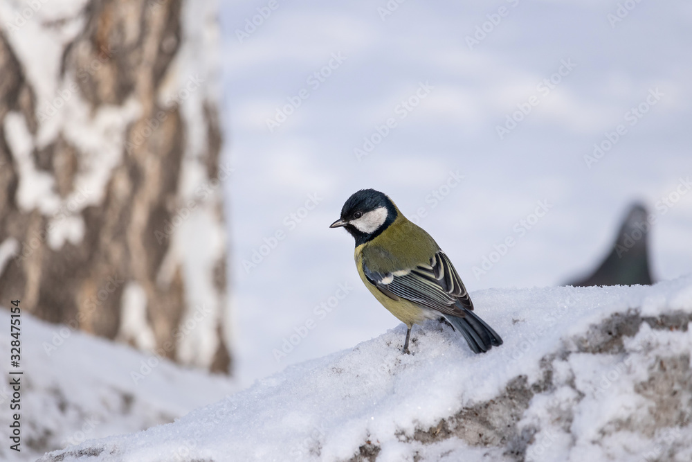Fototapeta premium Parus major tit sits in the snow