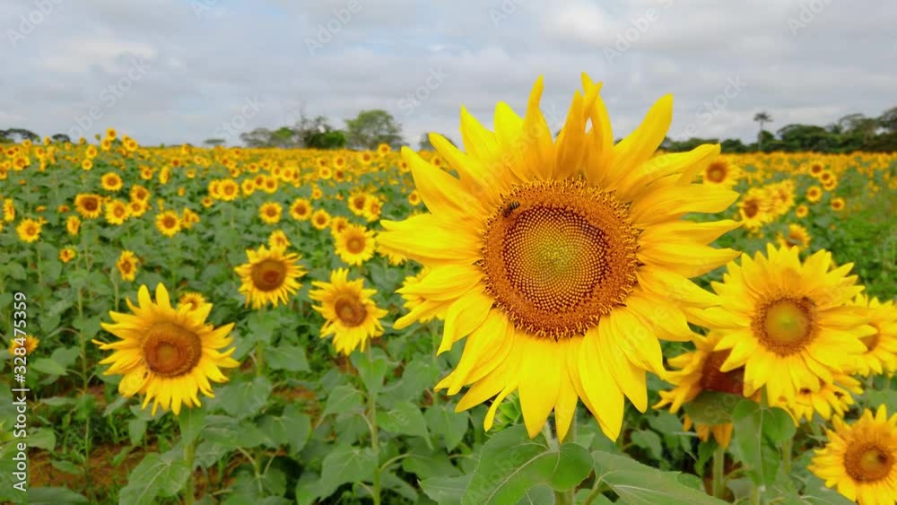 Field of sunflowers, bee pollinating, vivid nature, strong colors. Field of sunflowers, bee pollinating, vivid nature, strong colors.