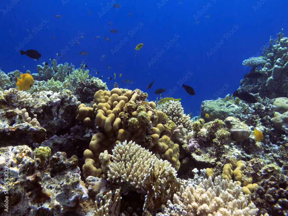 The Best Coral Reef Locations: Red Sea are the largest natural structures