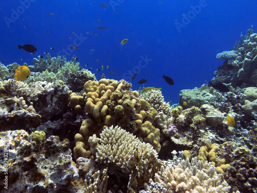 Fototapeta Naklejka Na Ścianę i Meble -  The Best Coral Reef Locations: Red Sea are the largest natural structures