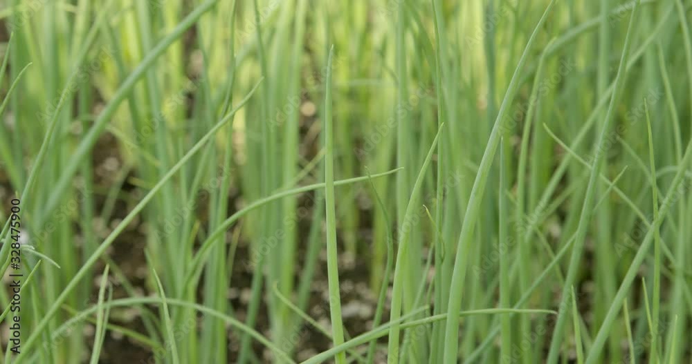 Spring onions in garden, slow tilt over herbs growing in warm scene Spring onions in garden, slow tilt over herbs growing in warm scene