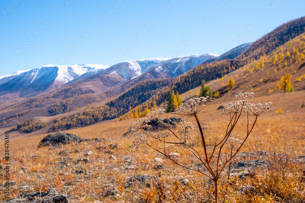 Stunning view to the valley in the mountains in autumn with clear blue sky. Nature of East Kazakhstan.