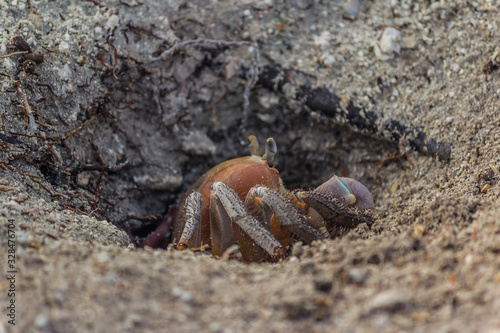 Land crab (Cardisoma carnifex) peeps out of its hole and carefully inspects photo