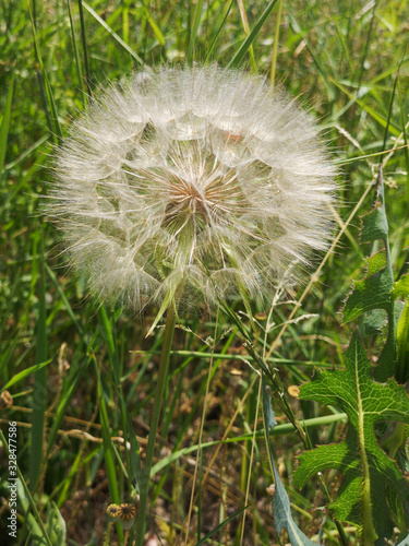 Closeup of White Dandelion in Green Field