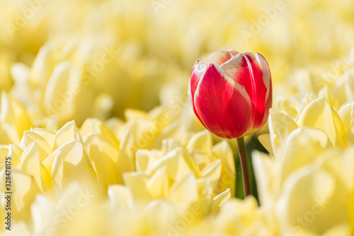 A single red tulip growing in a field full of yellow tulips #328478175