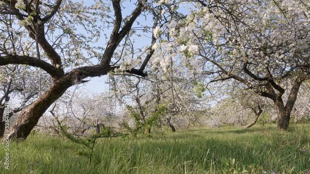 Idyllic view of garden with blooming apple trees on a sunny day. Idyllic view of garden with blooming apple trees on a sunny day.