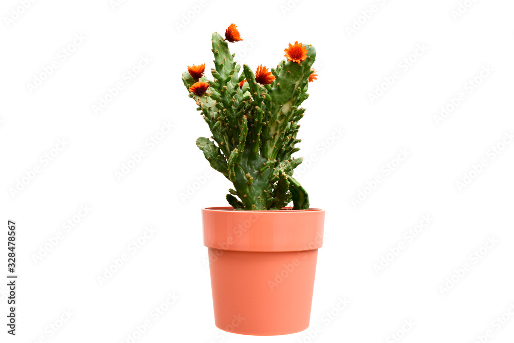 Beautiful cactus or succulent plant in flower pot isolated on white background. This plant used for decoration home, office, living room or your garden.
