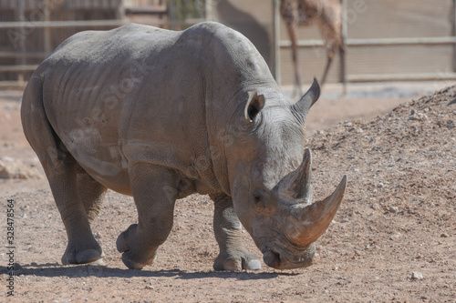 A white rhinoceros or square-lipped rhinoceros  Ceratotherium simum  close-up walking through the dry desert dirt.