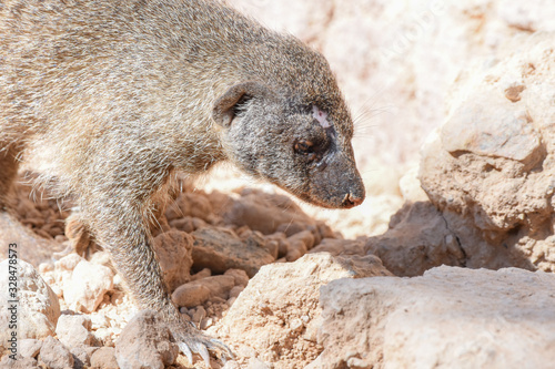 The Egyptian mongoose (Herpestes ichneumon), also known as ichneumon, is a mongoose species native to the Iberian Peninsula photo