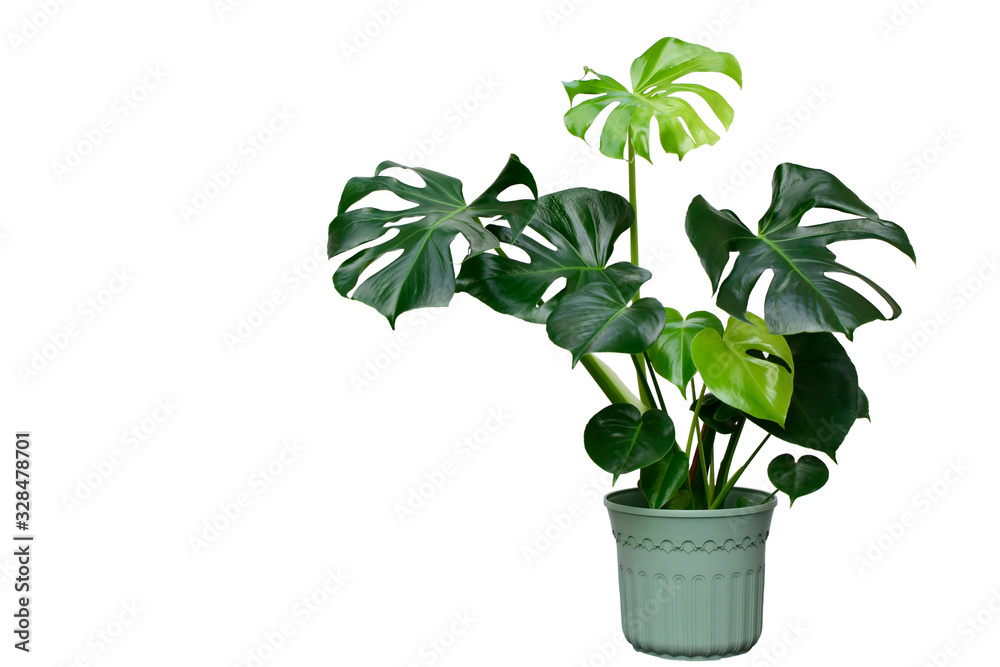 Beautiful of Monstera Deliciosa or Swiss Cheese plant in the green flower pot with sun reflection isolated on white background. This plant used for decoration home, office, living room or your garden. - obrazy, fototapety, plakaty 