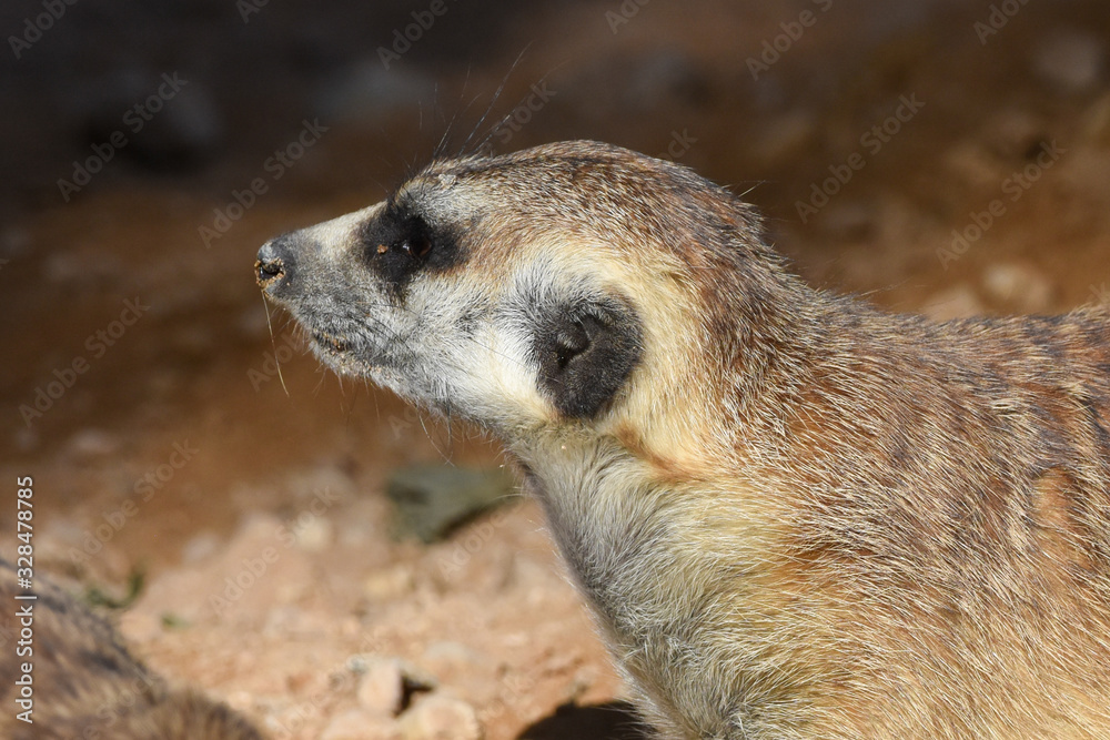 Fototapeta premium A meerkat profile close up in the desert (Suricata suricatta).