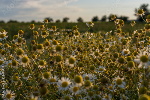 Out of bloom chamomile illuminated by setting sun.