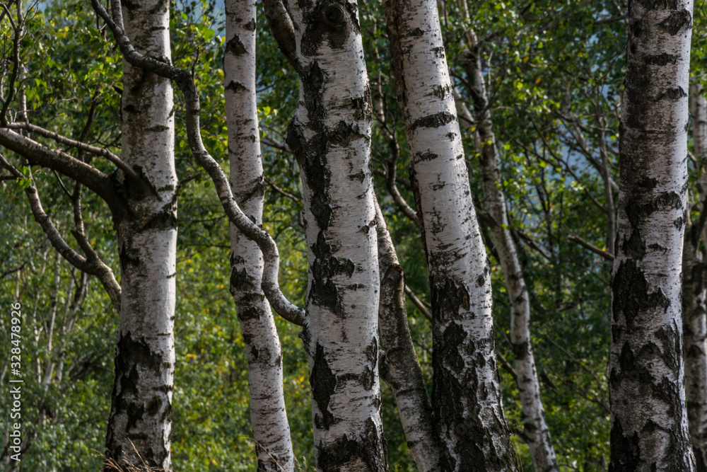 Forest full of birch trees. White trunks tree in green forest. Forest full of birch trees. White trunks tree in green forest.