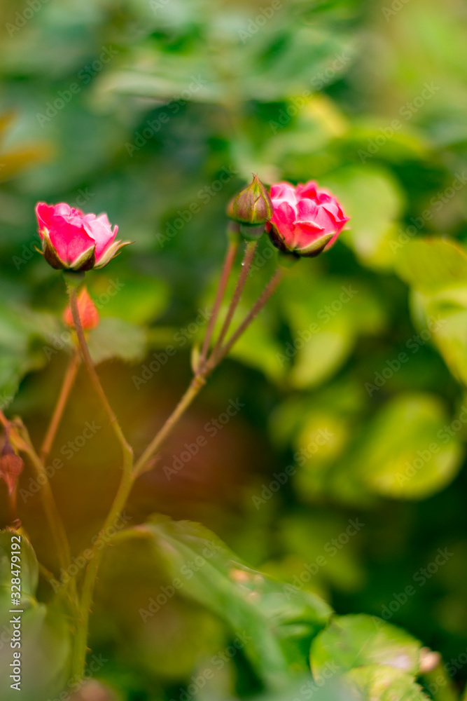 Small blooms of pink roses. Garden with roses.