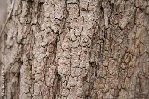 Close-up of a light brown tree bark on selective focus. Natural background