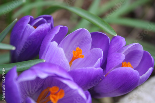 Flowering purple crocus plants in the flowerbed. Springtime flowers on selective focus