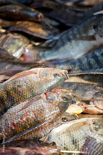 Fresh Catch of Tilapia Fish on Sale at Nampan Market, Inle Lake, Myanmar