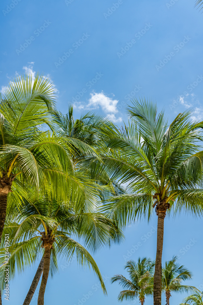 Coconut trees at the tropical beach