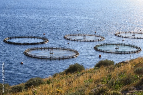 Aquaculture settlement, fish farm with floating circle cages around bay of Attica in Greece.	