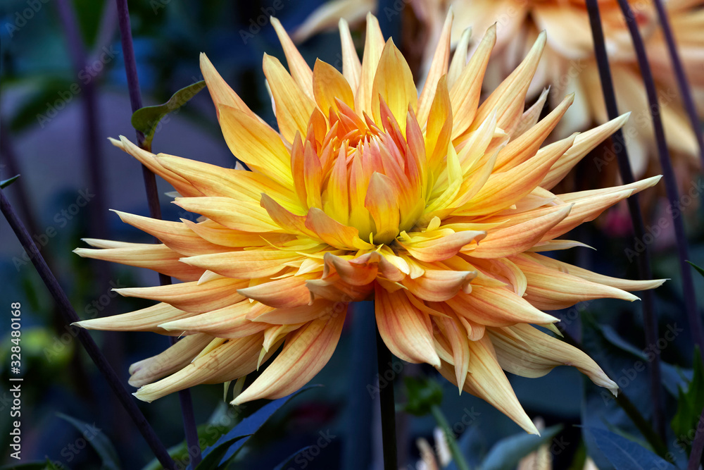 Dahlia bud in garden Dahlia bud in garden