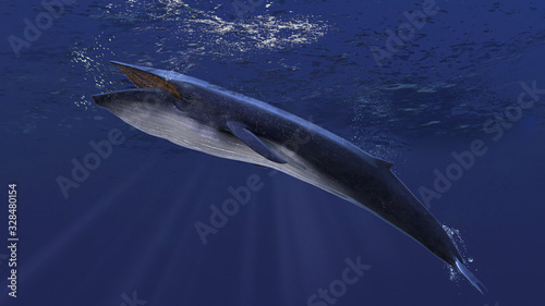 Blue whale underwater close to the sea surface chasing school of fish side view 3d rendering photo