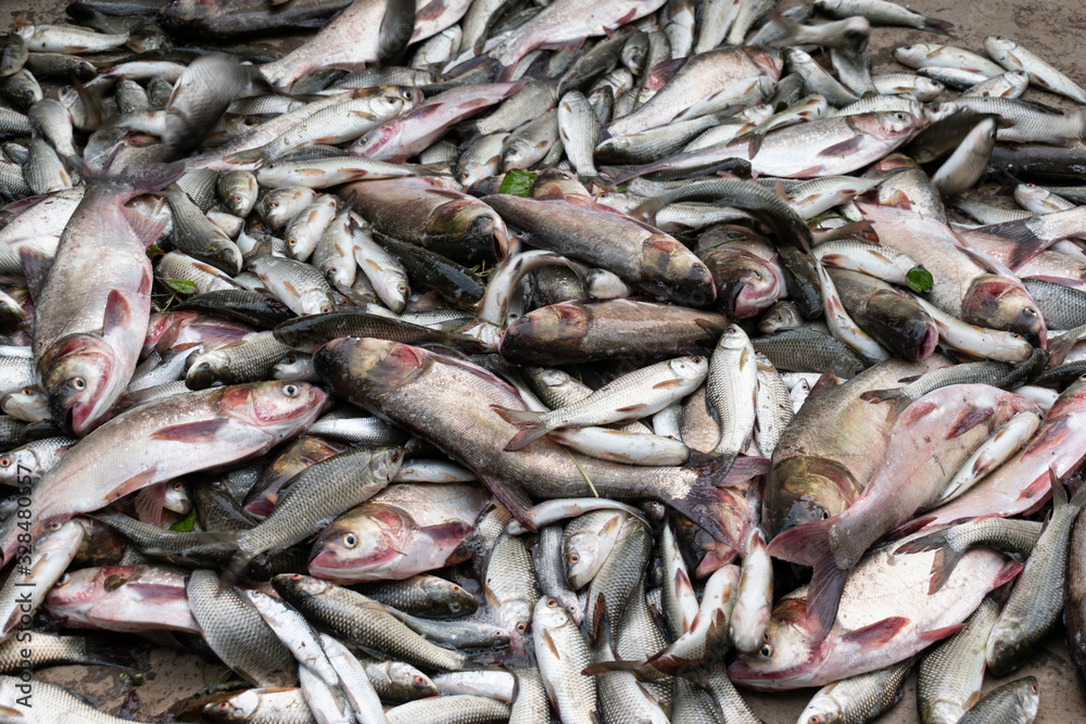 Image of some fresh freshwater fish are stacked for sale Image of some fresh freshwater fish are stacked for sale
