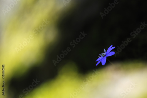 Common Hepatica, Anemone hepatica, Sweden, Europe