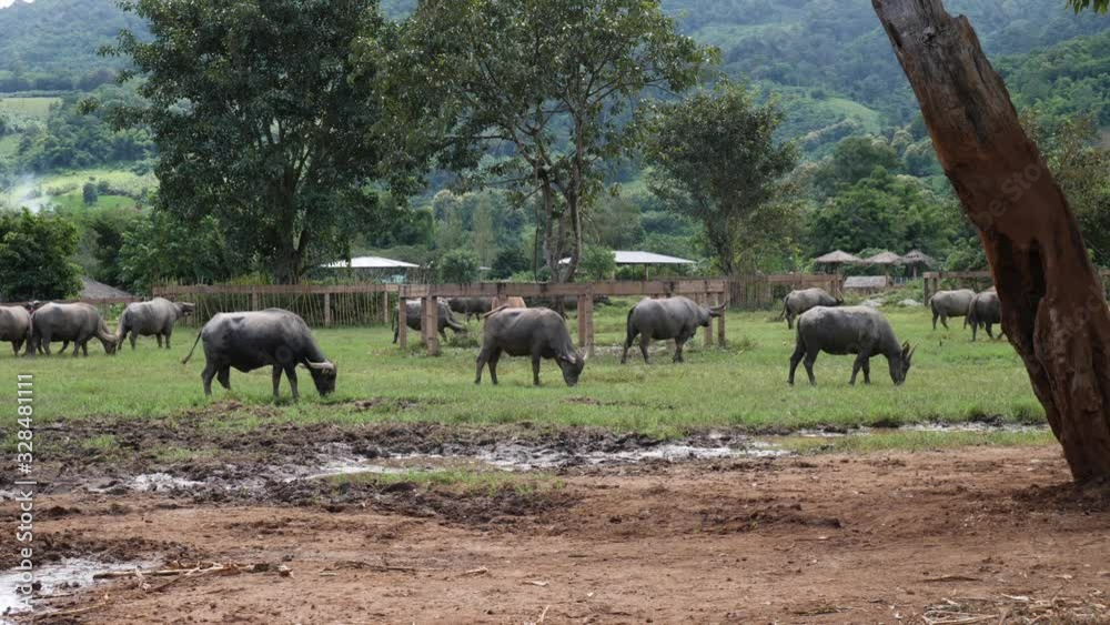 water buffalos walking and eating grass in a safari at Chiang mai Thailand at the elephant Nature park. water buffalos walking and eating grass in a safari at Chiang mai Thailand at the elephant Nature park.
