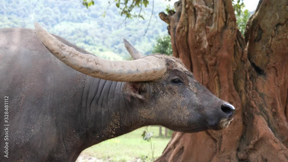 close up of a water buffalo in a safari at Chiang mai Thailand at the elephant Nature park.