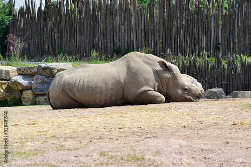 Closeup of Rhino or Rhinoceros sleeping on the dry ground and little grass background in sunshine day at spring or summer season.