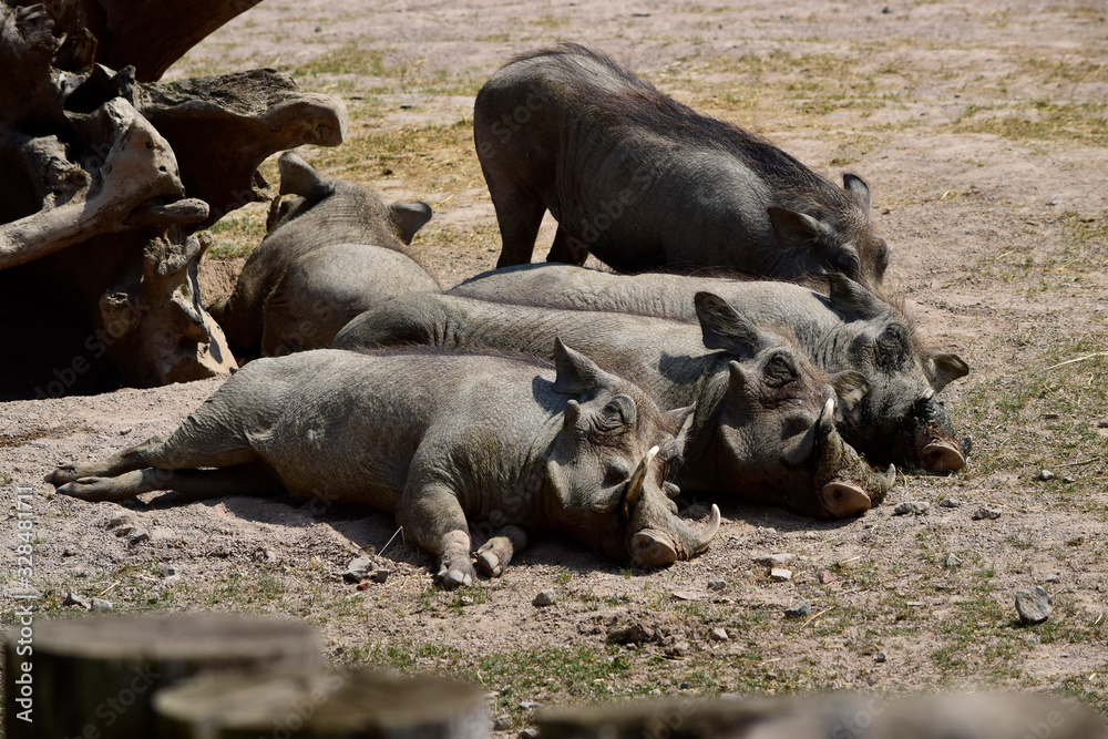 Gray Warthog (Phacochoerus Aethiopicus) is an African wild pig. They are sleeping on the dry ground with little grass background in sunshine day at spring or summer season. Gray Warthog (Phacochoerus Aethiopicus) is an African wild pig. They are sleeping on the dry ground with little grass background in sunshine day at spring or summer season.