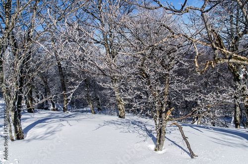 Fototapeta Naklejka Na Ścianę i Meble -  Zimowy las Bieszczady 