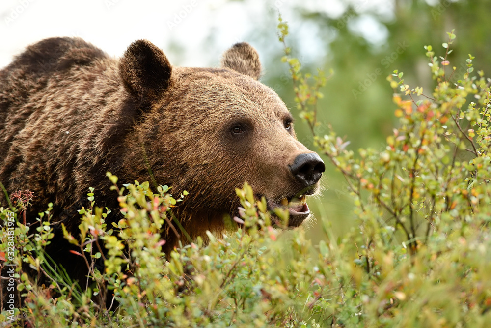 Big male brown bear close up portrait Big male brown bear close up portrait