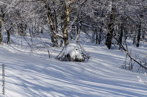 Fototapeta Naklejka Na Ścianę i Meble -  las zimą Bieszczady