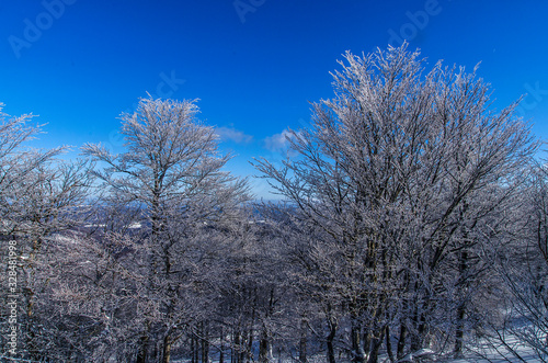 Fototapeta Naklejka Na Ścianę i Meble -  las zimą Bieszczady