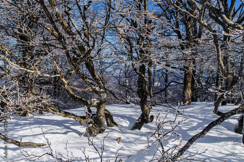 Fototapeta Naklejka Na Ścianę i Meble -  Zimowy las Bieszczady 