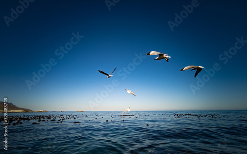 Cape Gulls (seagull) Flying over sea