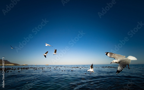 Cape Gulls  seagull  Flying over sea