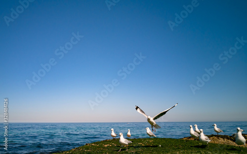 Cape Gulls  seagull  Flying over sea