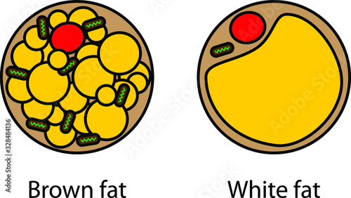 Brown Beige And White Fat Cells icon