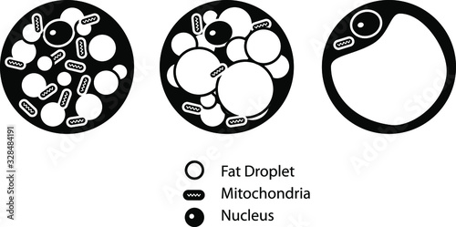 Brown Beige And White Fat Cells icon