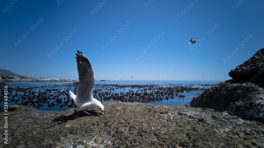 Fototapeta premium Cape Gulls (seagull) Flying over sea