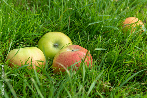 Three red and yellow apples lying on the grass.
