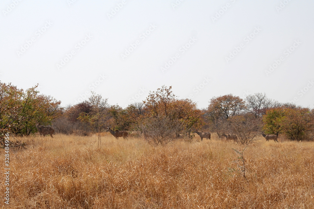 Tragelaphus strepsiceros strepsiceros Tragelaphus strepsiceros strepsiceros