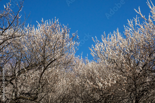 青空に映える西渓園の梅 photo