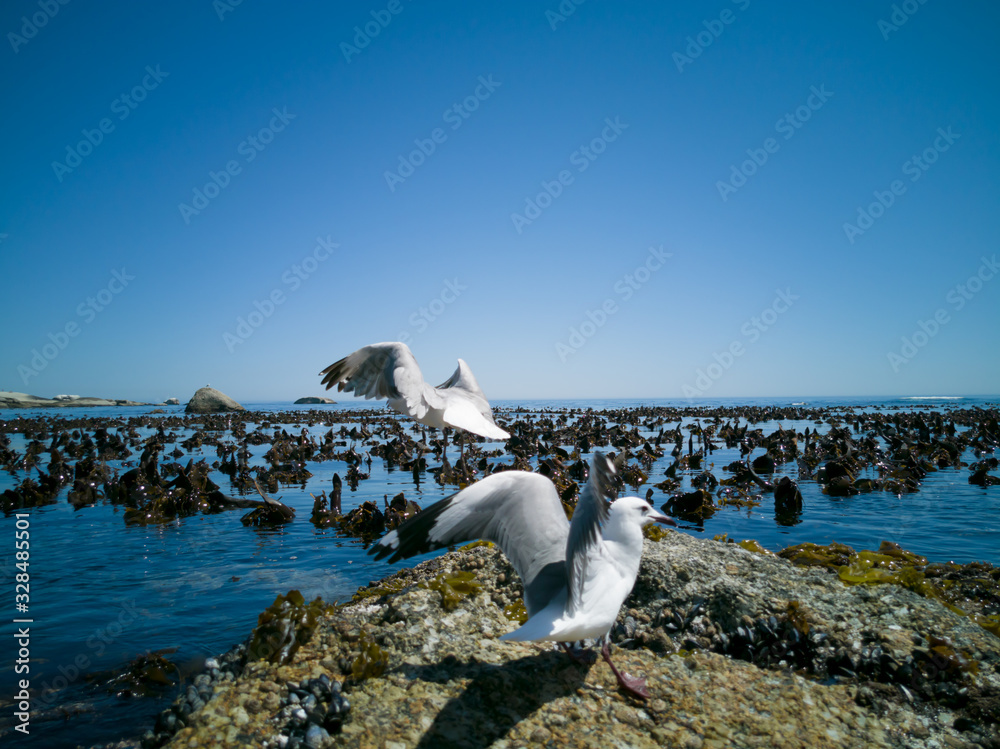 Fototapeta premium Cape Gulls (seagull) Flying over sea