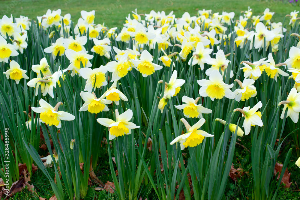 Fototapeta premium Yellow soft daffodil flower with green leaves in the park outdoor. Beautiful narcissus spring blossom under sunlight in the garden and natural background at spring or summer season. Nature concept.