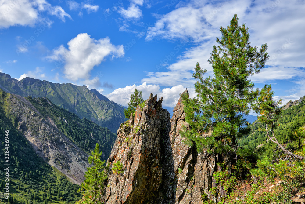 Fototapeta premium Small lonely pines grow on a bare rock